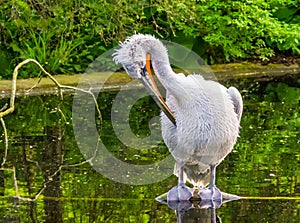 Closeup of a dalmatian pelican preening its feathers in the water, Near threatened animal specie