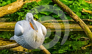 Closeup of a dalmatian pelican sitting on a tree branch, Near threatened aquatic bird specie from Europe