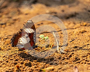 Closeup of a danaid eggfly butterfly on the ground.