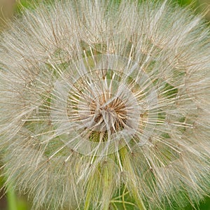 Closeup of a dandelion