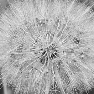 Closeup of a dandelion in black and white