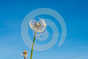 Closeup of dandelion blowball, seeds flower head