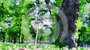 Closeup of dandelion blowing in the wind