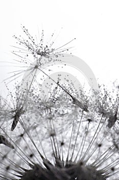 Closeup Dandelion and dew drops