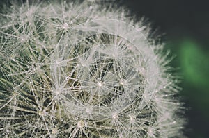 Closeup of a dandelion in drops of morning dew