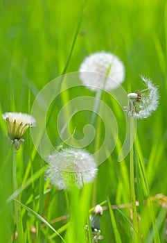 Closeup of dandelion