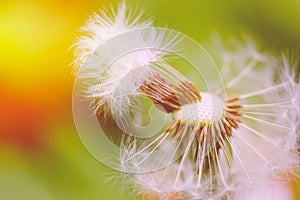 Closeup of dandelion flower. Macro dandelion seed.