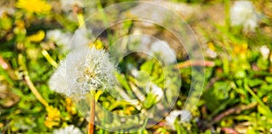 Closeup of a dandelion flower seed head, parachute seeds, seed dispersion of a wild flower