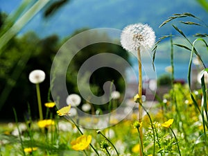 Closeup of dandelion flowers in the austrian alps with blurred background