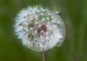 Closeup of a Dandelion fluff on a green background