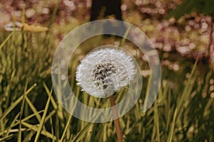 Closeup of a dandelion in green grass in Wortel, Hoogstraten, Belgium photo