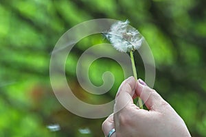 Closeup of dandelion in a hand