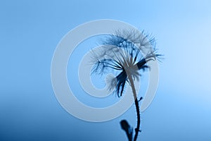 Closeup dandelion head with fluffs against the evening sky. Color of the year 2020 - Classic Blue