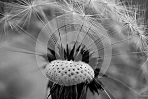 Closeup of dandelion seed/ conceptual image of luck and good wishes