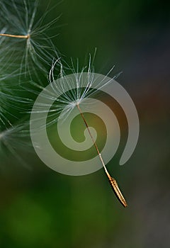 Closeup of a dandelion with seeds