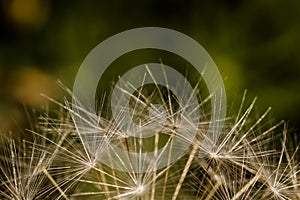 Closeup of dandelion seeds against a mottled green background