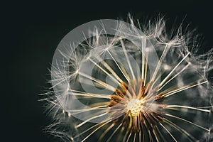 Closeup of dandelion seeds