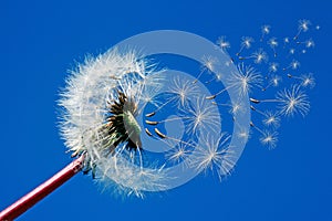 Dandelion seeds flying in the wind