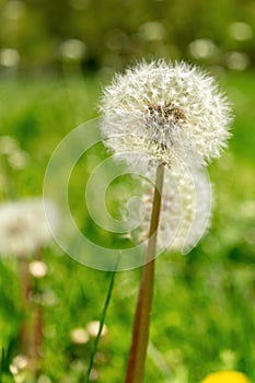 Closeup of dandelions with plenty of seeds, standing in a meadow of lush green grass, on a beautiful and sunny spring