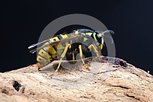 Closeup of dangerous and poisonous Vespula germanica wasp