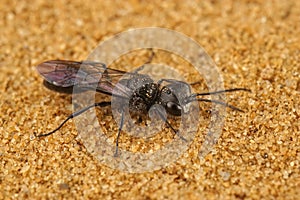 Closeup on a dark black square headed wasp, Pemphredon lugubris sitting on the ground