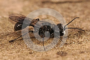 Closeup on a dark black square headed wasp, Pemphredon lugubris sitting on the ground