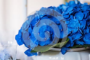 Closeup of dark blue hortensia flowers