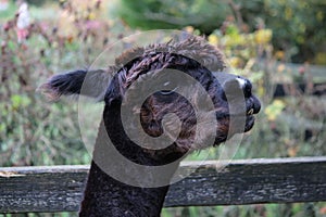 Closeup of a dark brown Huacaya alpaca head against a wooden fence