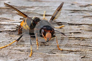 Closeup on a dark colored invasive worker Asian hornet , Vespa velutina sitting on wood