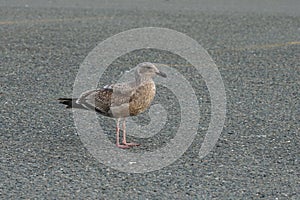 A closeup on a dark colored juvenile Western gull, Larus occidentalis, on a road in North California