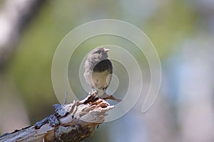 Closeup of a dark-eyed junco bird perched on a tree branch edge