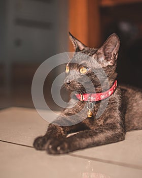 Closeup of a dark gray devon-rex breed cat with a pink collar