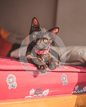 Closeup of a dark gray devon-rex breed cat with a pink collar, laying on the mattress