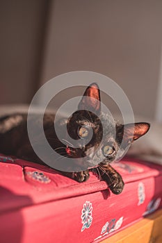 Closeup of a dark gray devon-rex breed cat with a pink collar, laying on the mattress