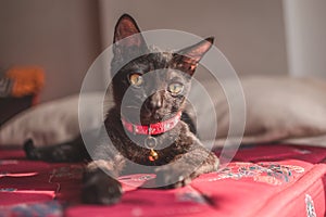 Closeup of a dark gray devon-rex breed cat with a pink collar, laying on the mattress