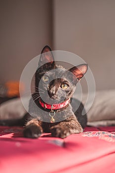 Closeup of a dark gray devon-rex breed cat with a pink collar, laying on the mattress