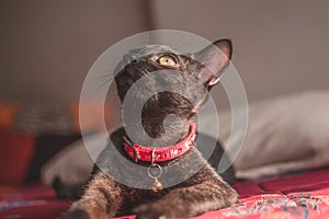 Closeup of a dark gray devon-rex breed cat with a pink collar, looking up