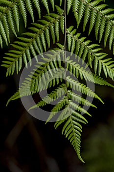 Closeup of a dark green fern leaf in New Zealand.
