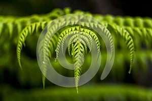 Closeup of a dark green fern leaf in New Zealand.