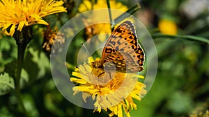 Closeup of a dark green fritillary butterfly on a yellow dandelion in a field