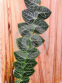Closeup of the dark green leaves of Rhaphidophora Cryptantha photo