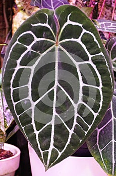 Closeup of the dark green and love shape leaf of Anthurium Hybrid with white veins