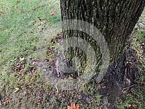 Closeup On Dark Green Tree Trunk With Patchy Grass Around It