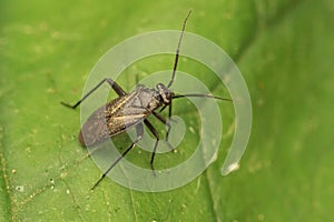 Closeup on a dark Mirid plat parasite bug, Orthocephalus coriaceus sitting on a green leaf