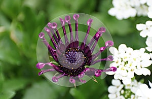 Closeup of the unique and dark Osteospermum FlowerPower Spider photo