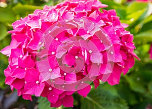 Closeup of a dark pink blooming Hydrangea shrub