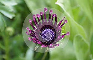 Closeup of a dark purple of Osteospermum FlowerPower Spider