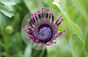 Closeup of a dark purple of Osteospermum FlowerPower Spider photo