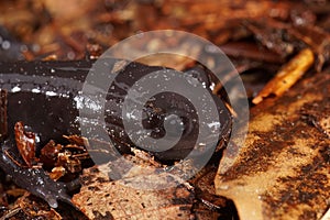 Closeup on a dark and rare Japanese endemic Ishizuchi streamside