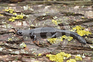 Closeup on a dark and rare Japanese endemic Ishizuchi streamside